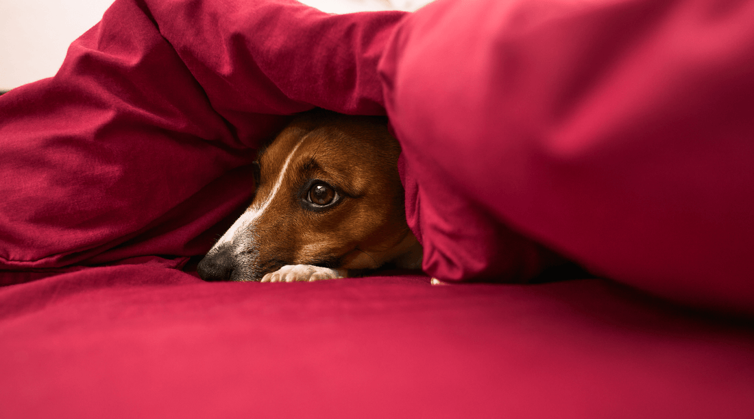 Understanding and Managing Dog Anxiety - K9 Connoisseur