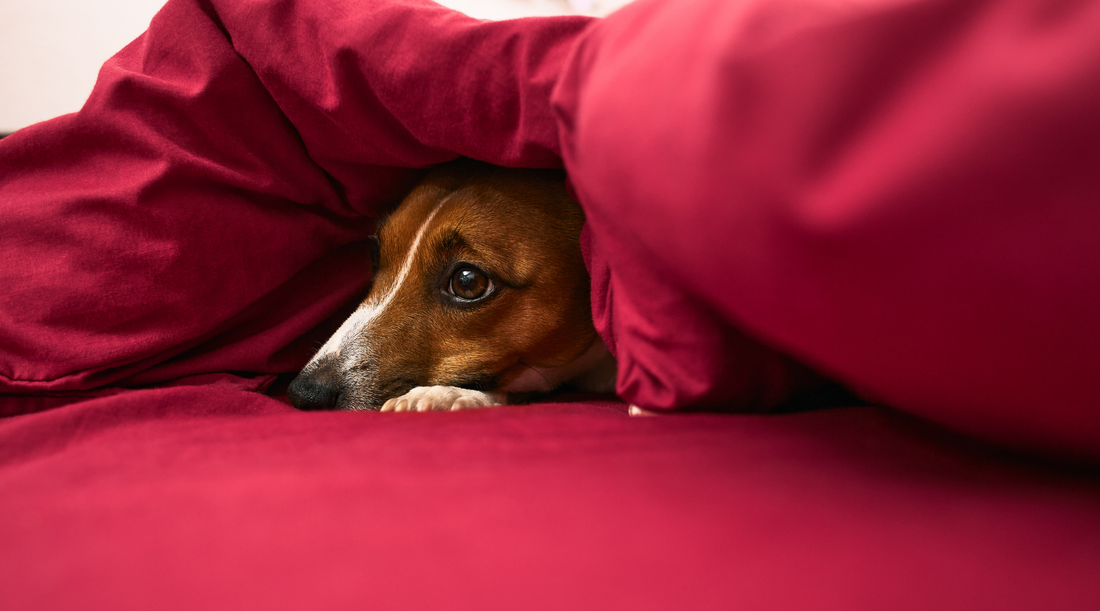 Understanding and Managing Dog Anxiety