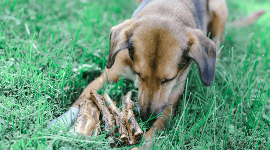 Beware the Blockage: Understanding How Dog Bones Can Lead to Obstructions - K9 Connoisseur