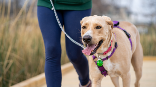 Understanding Canine Obesity: Tips for a Healthy Weight