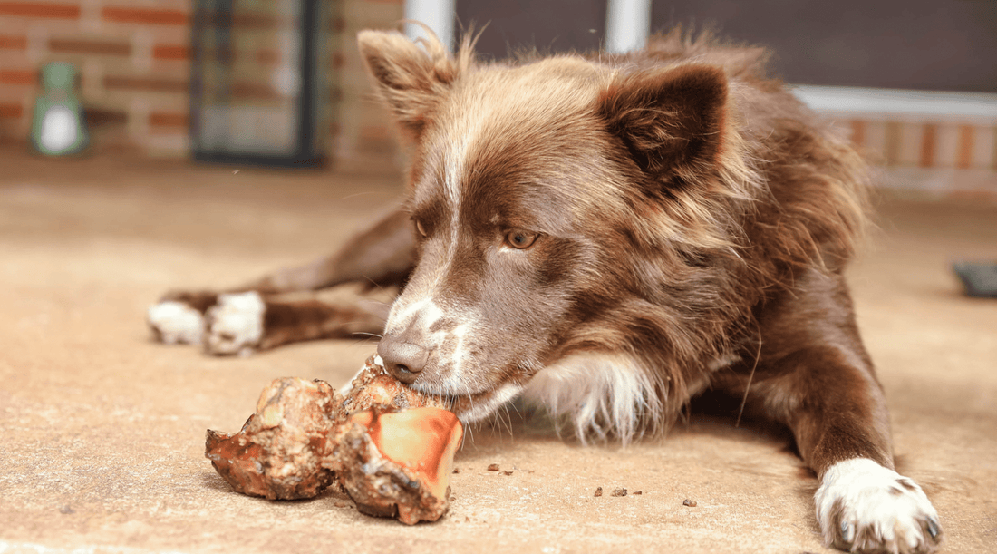 Understanding and Addressing Canine Anxiety: Calming Chews for Dogs - K9 Connoisseur