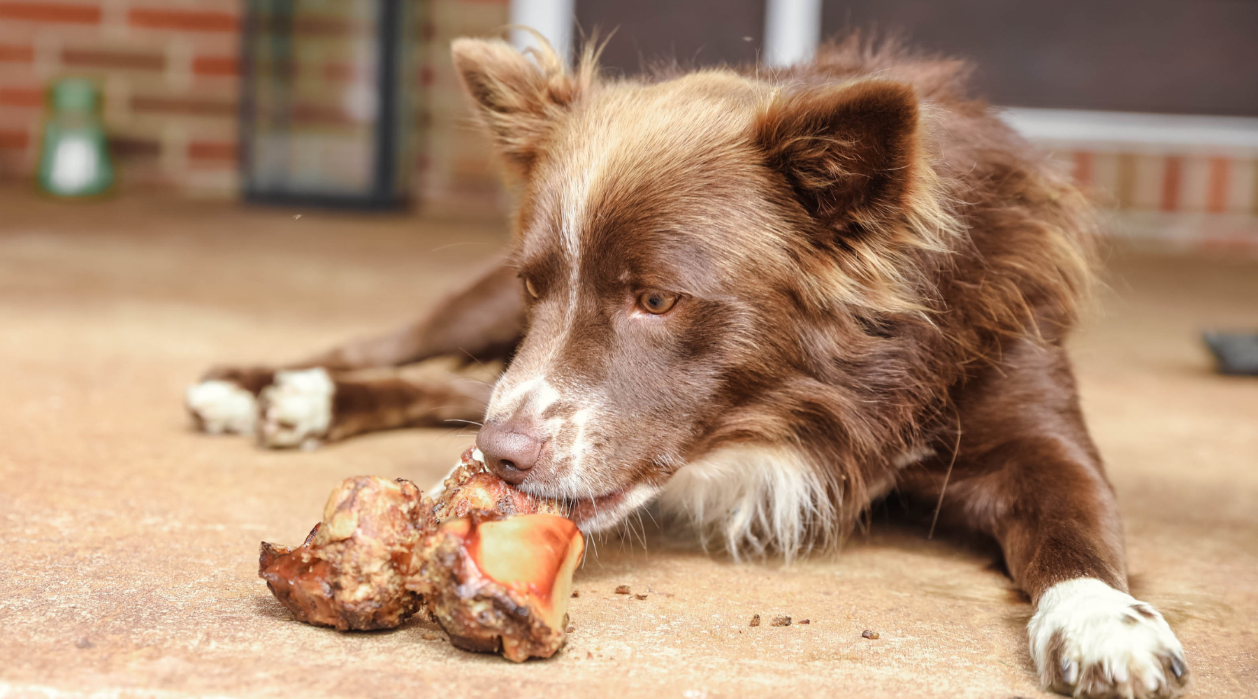 Understanding and Addressing Canine Anxiety: Calming Chews for Dogs