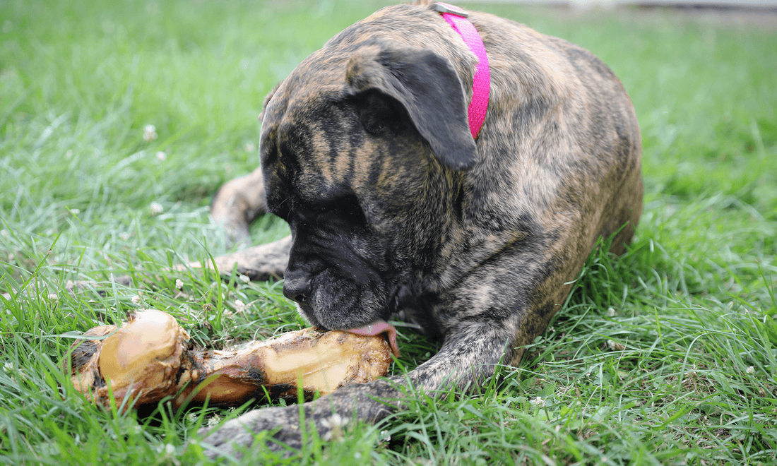 What Are Goliath Bones: The Answer to Aggressive Chewing - K9 Connoisseur