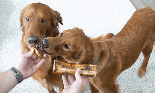 What Type of Bones are Good for Dogs? - K9 Connoisseur