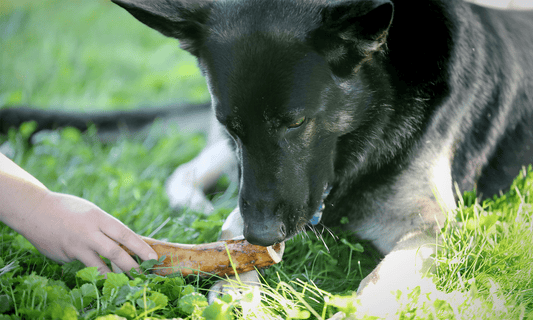 What Are the Healthiest Dog Chew Bones? My Gardening Day with a Twist - K9 Connoisseur