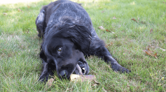 What is a Healthy Bone for Dogs to Chew? Marrow Bones Win Again! - K9 Connoisseur