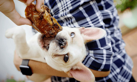 What Is a Marrow Bone for Dogs? Some Dog Parents Don't Know This - K9 Connoisseur