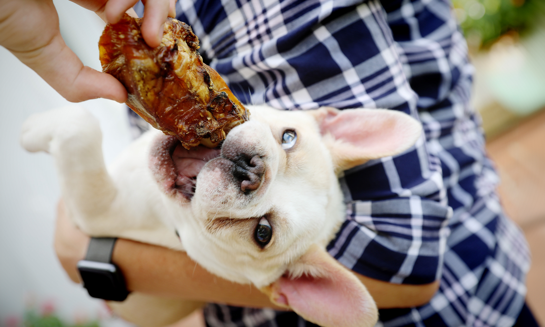 What Is a Marrow Bone for Dogs? Some Dog Parents Don't Know This