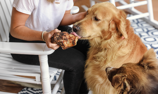 What’s The Safest Bone For Aggressive Chewers?
