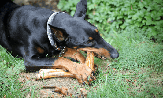 What's the Best Rawhide Alternative Out There? - K9 Connoisseur