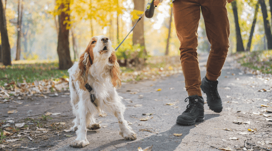 Understanding Dog Behavior: Why Do Dogs Bark? - K9 Connoisseur