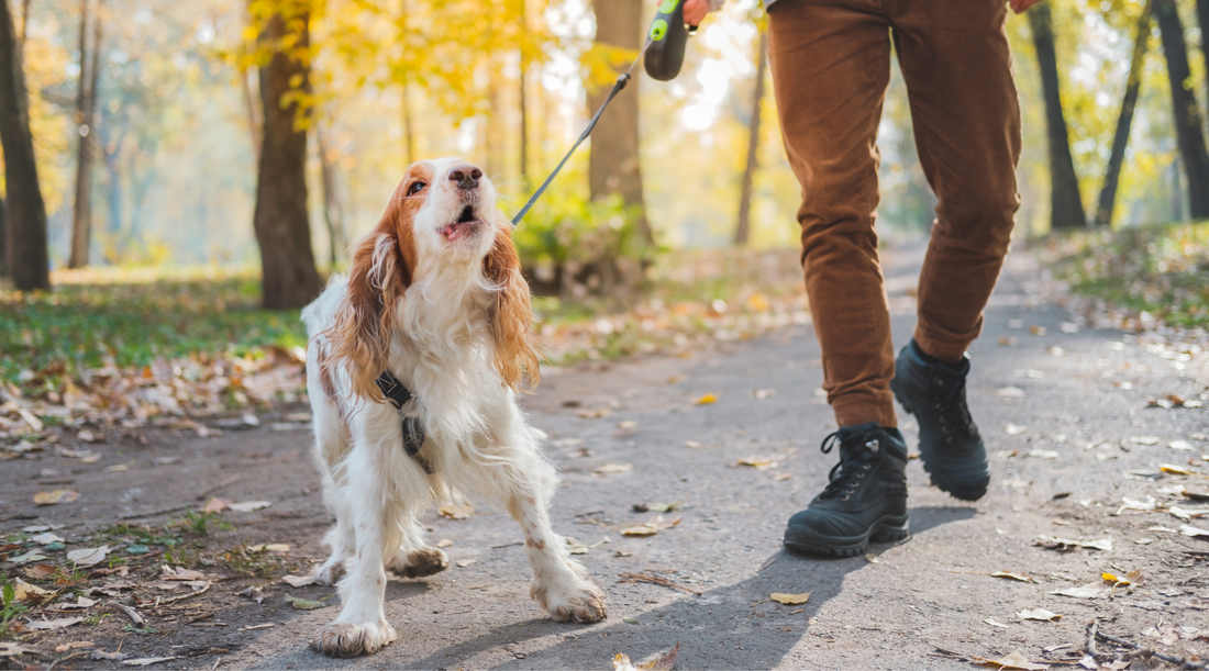 Understanding Dog Behavior: Why Do Dogs Bark?