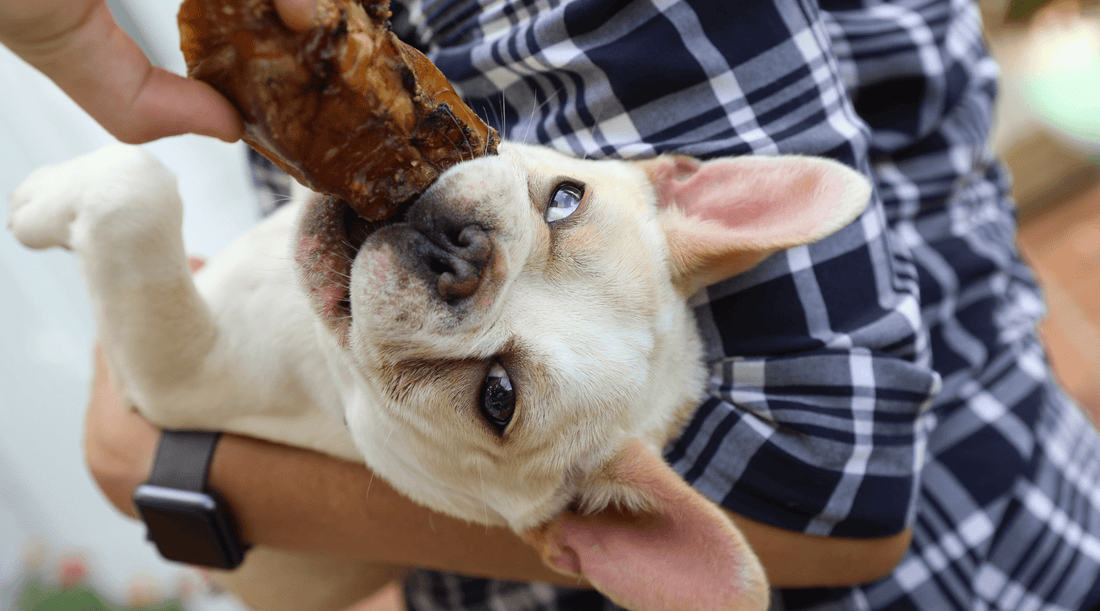 Why Do Dogs Chew Bones? Bad Habit or Self Care Routine - K9 Connoisseur