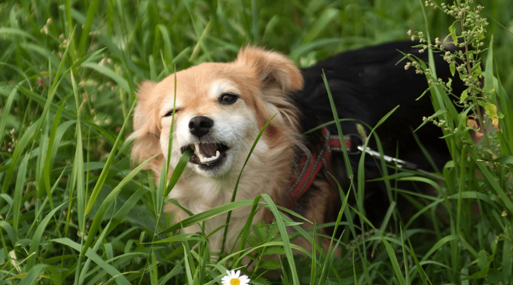 Illustration of Why Do Large Breed Dogs Consume Grass For Liver Wellbeing