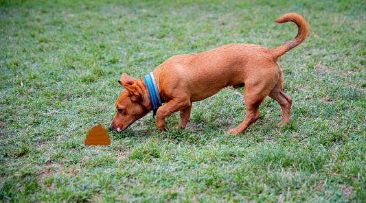 Why Do Dogs Eat Poop? Don't Tell Pixie I Told You About This