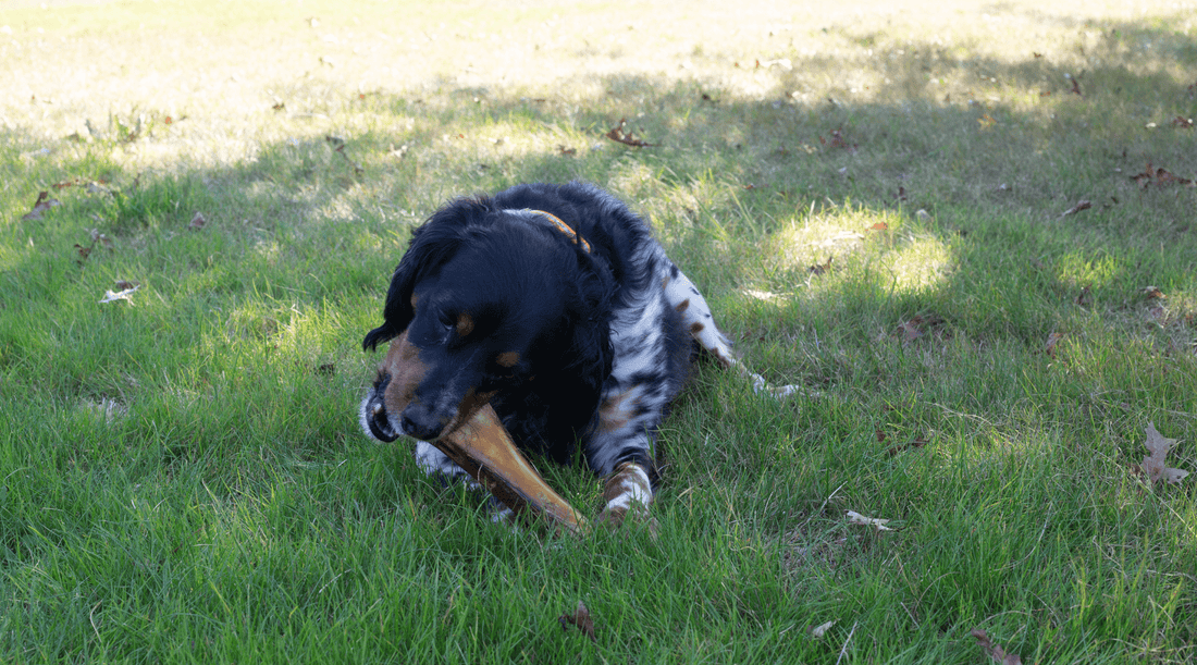 Why Do Dogs Like Chewing on Bones? Mystery Solved - K9 Connoisseur