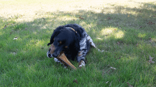 Why Do Dogs Like Chewing on Bones? Mystery Solved - K9 Connoisseur