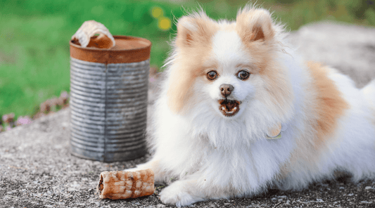 Bone of Contention: The Link Between Dog Chews and Diarrhea - K9 Connoisseur