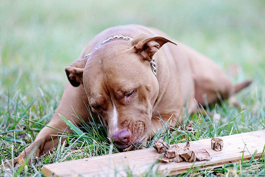 dog eating beef lung dog treats