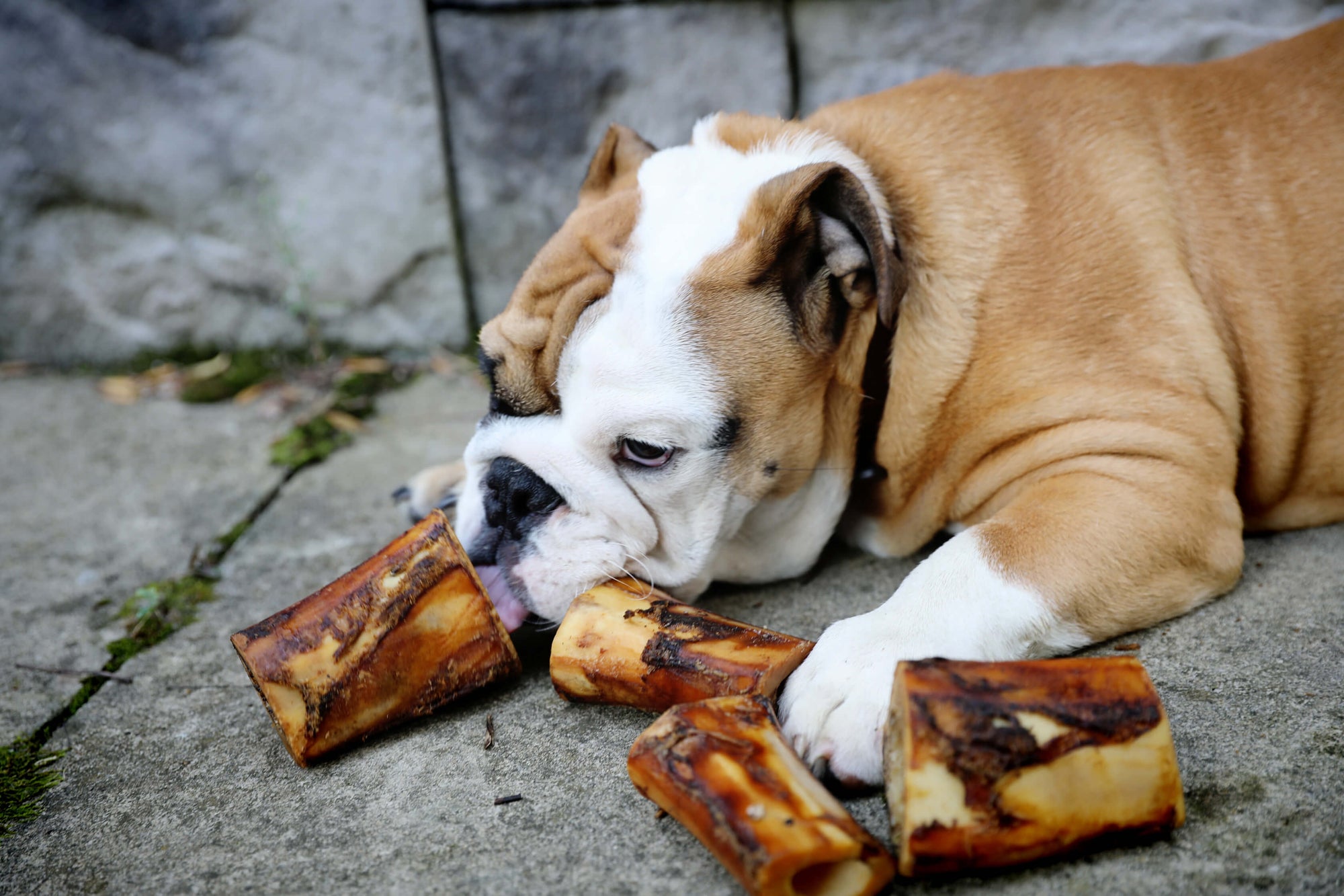 dog with 4 beef marrow bones for dogs
