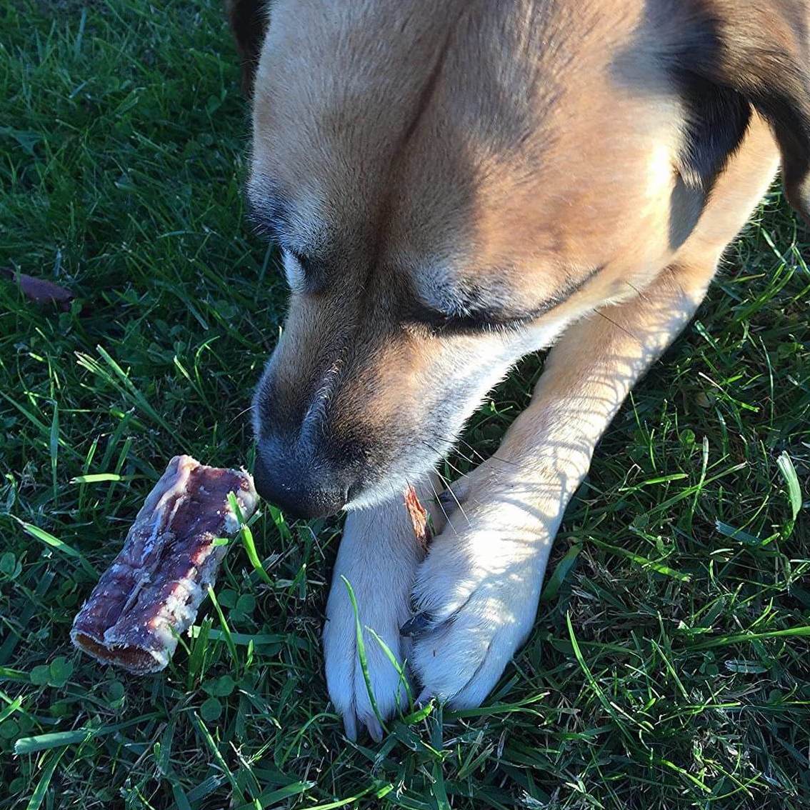 beef trachea for dogs
