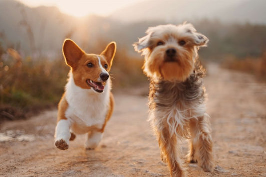 Beef Lung for Dogs: The Healthiest Dog Treat Revealed