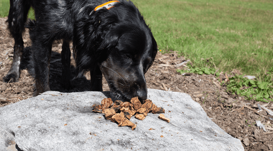 Beef Lung Treats for Dogs: A Grocery Delivery Mishap - K9 Connoisseur