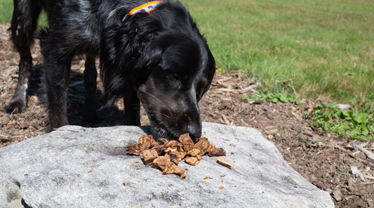 Beef Lung Treats for Dogs: A Grocery Delivery Mishap