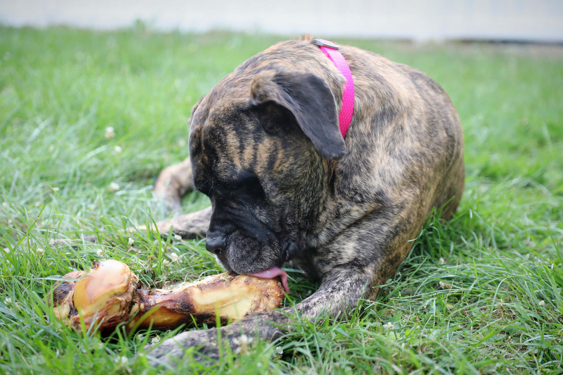 dog with big dog bone for large dog by K9 Connoisseur