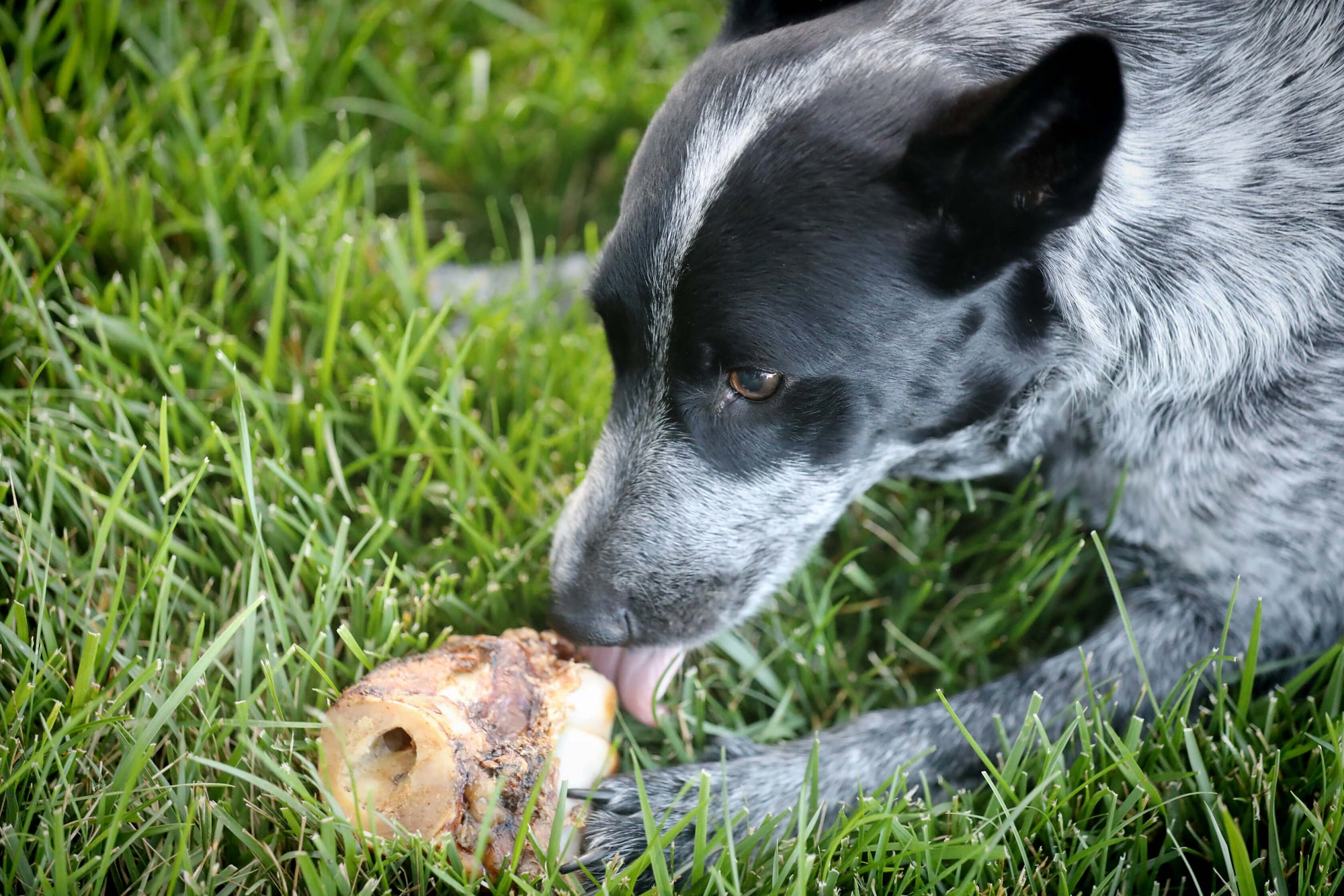 dog with a bone marrow dog bone
