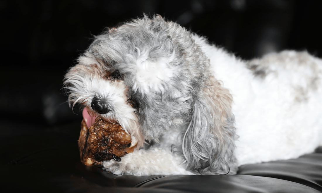 Can Dogs Chew on Beef Bones? An Almost Hiking Disaster - K9 Connoisseur