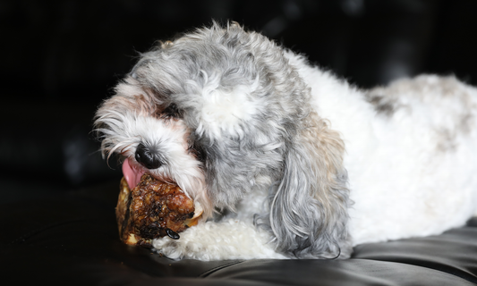 Can Dogs Chew on Beef Bones? An Almost Hiking Disaster