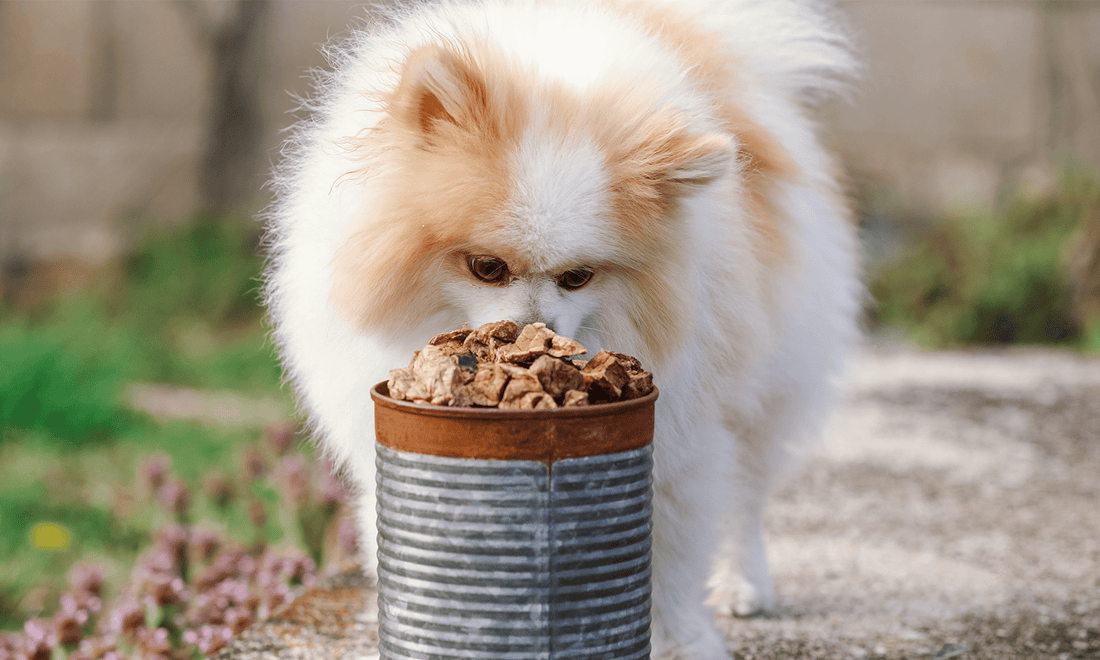 Can Dogs Have Collagen? My Dogs Sure Can, and Here’s Why! - K9 Connoisseur