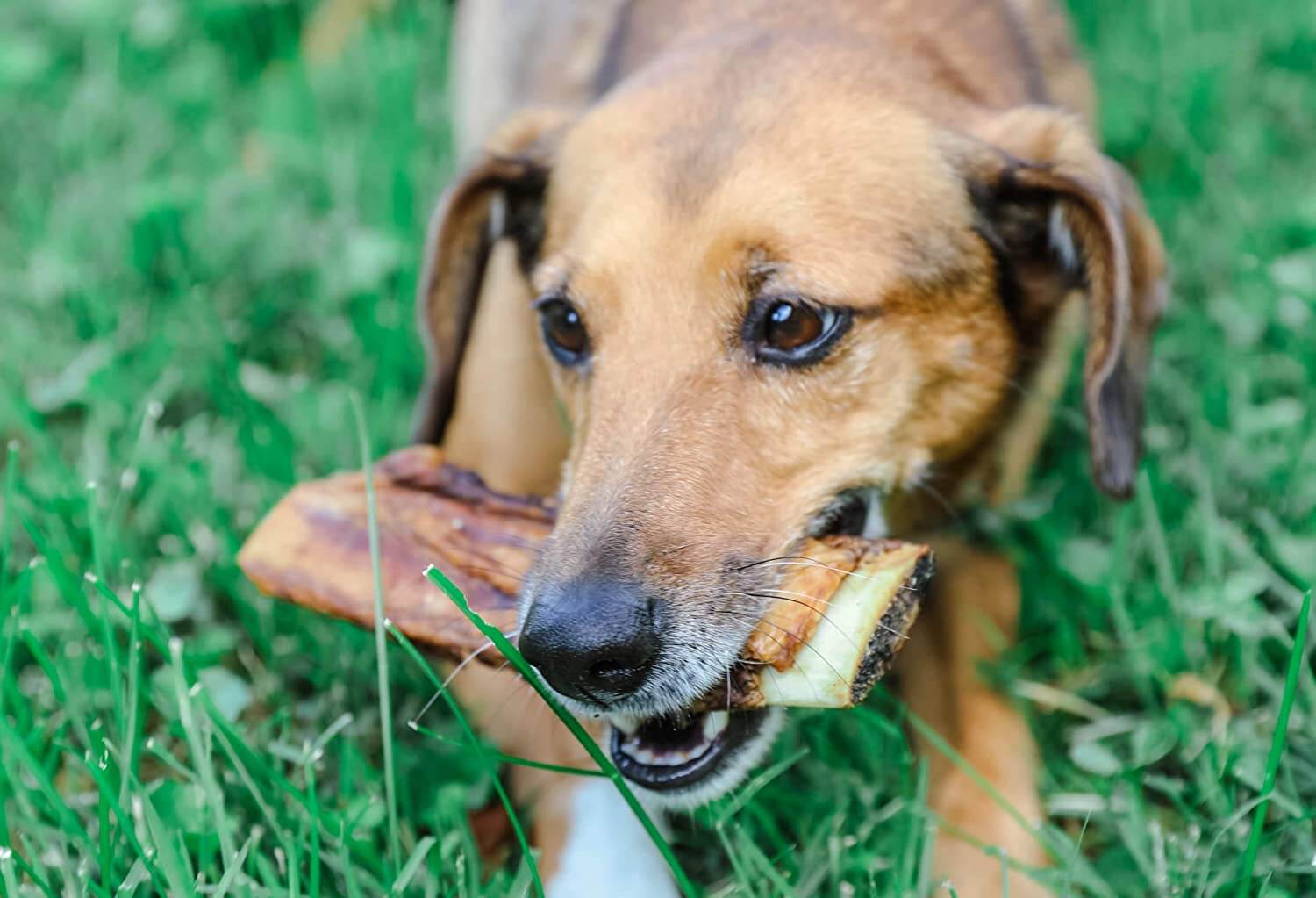 dog chewing bone - dog bones for medium dogs