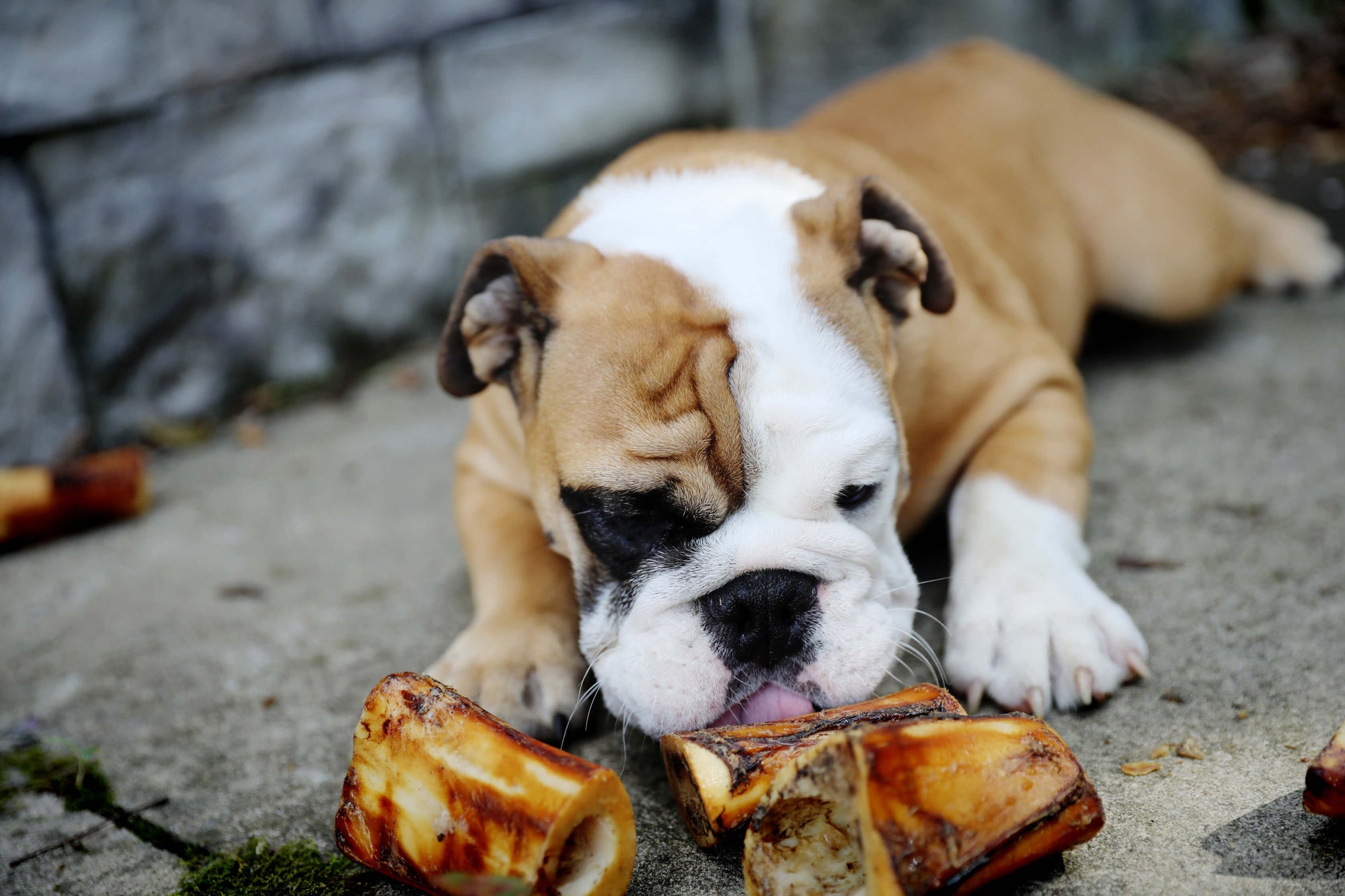 dog with small dog bones for puppies
