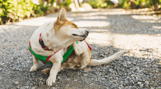 Recognizing and Treating Common Dog Skin Issues - K9 Connoisseur