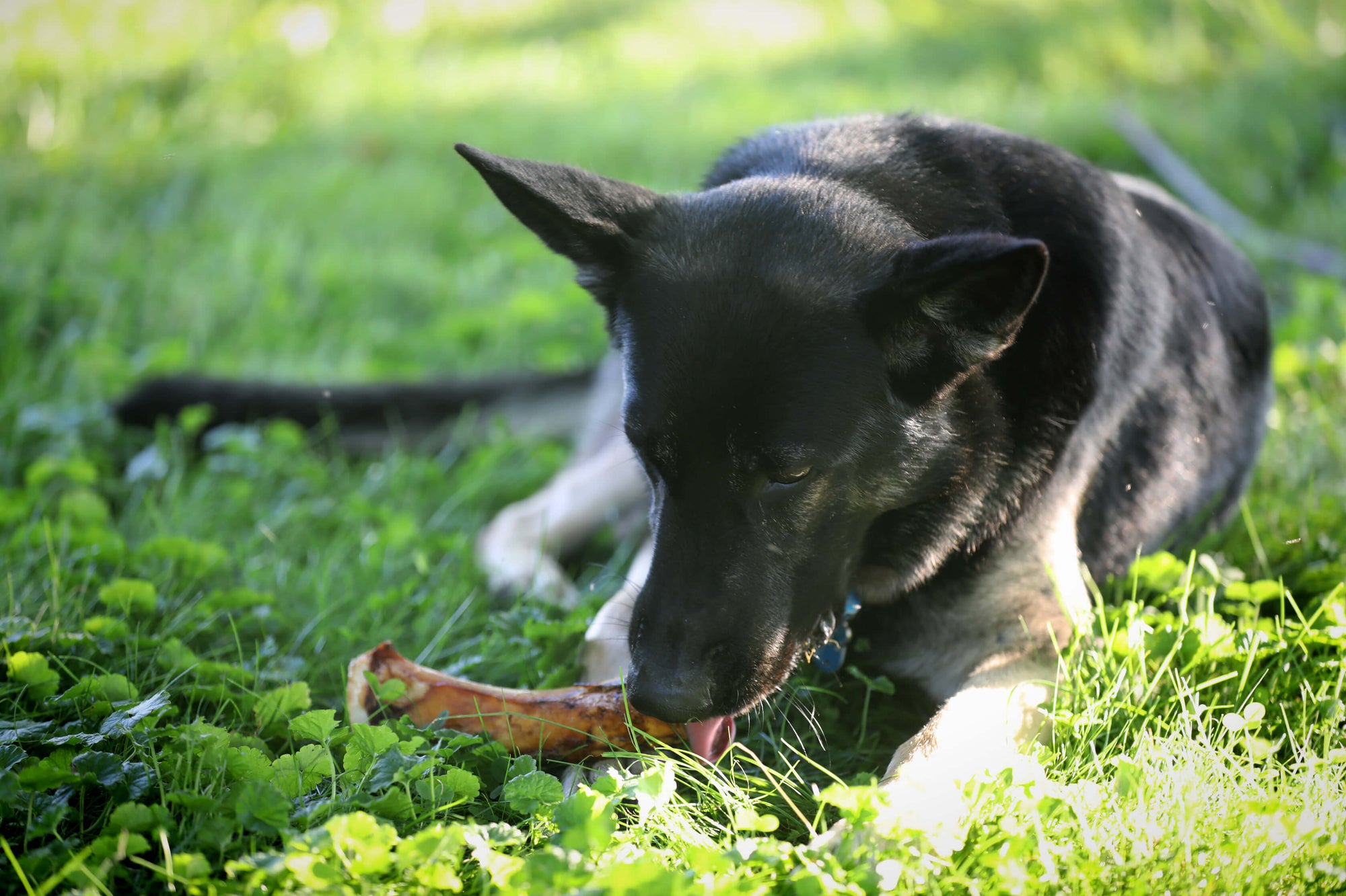 dog with filled dog bone for large dogs