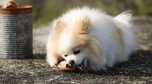 Glucosamine for Dogs: What Is It & Why It Works - K9 Connoisseur