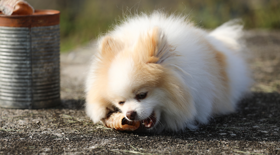 Glucosamine for Dogs: What Is It & Why It Works