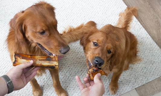 Healthy Dog Chews: Chew, Chomp, and Thrive