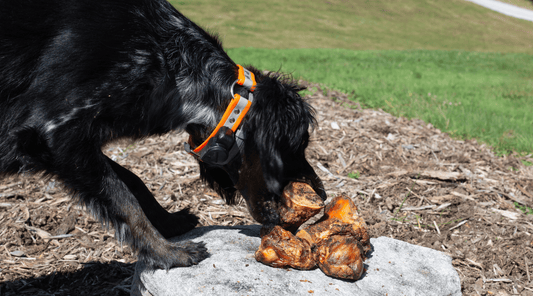 Is Glucosamine Good for Dogs: Vital Supplement or Snake Oil - K9 Connoisseur