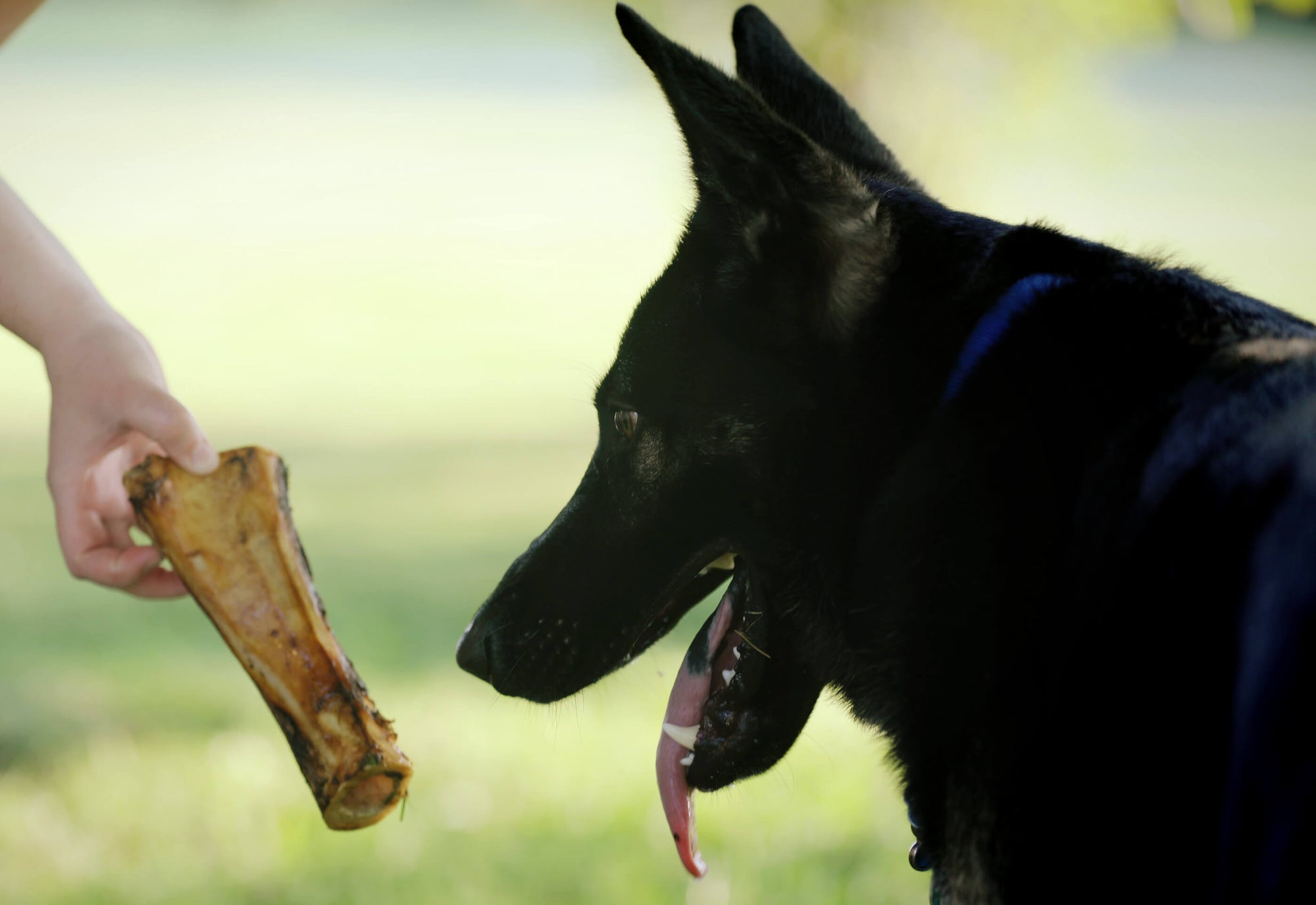 large dog bones for aggressive chewers - dog getting bone