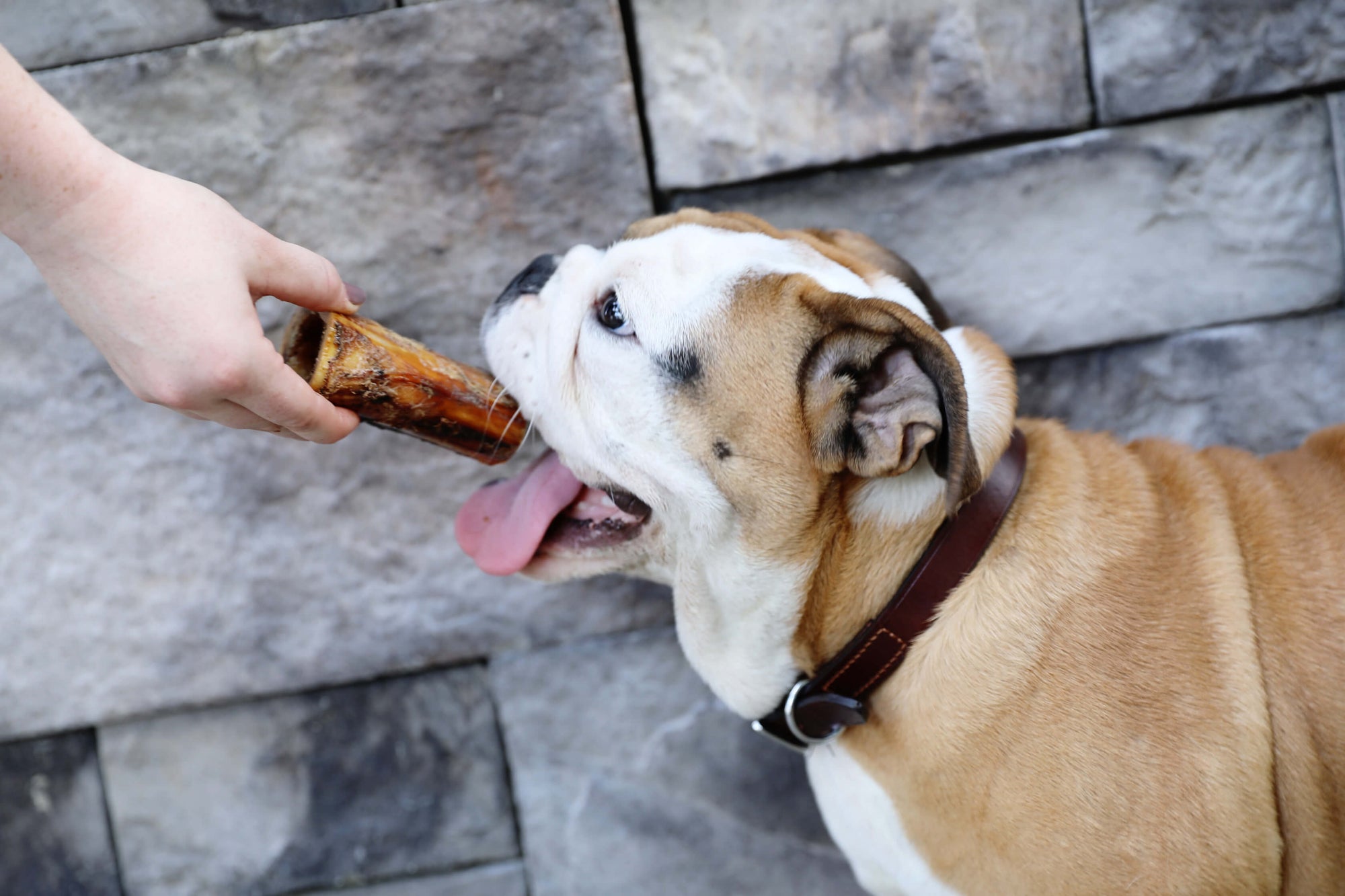 dog with long-lasting dog bone