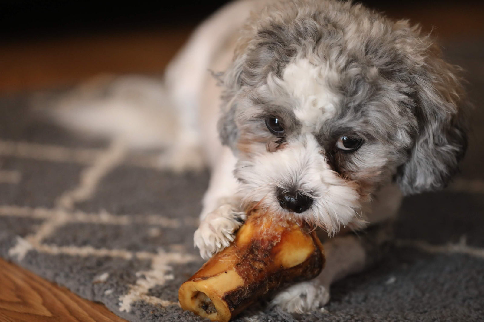 Dog eating bone on sale marrow