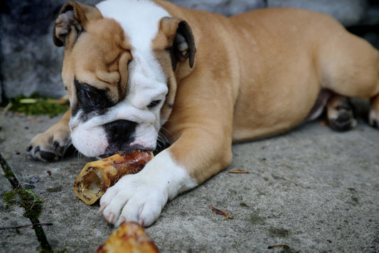 Raw Bones for Dogs: Why I Don’t Fear the Crunch
