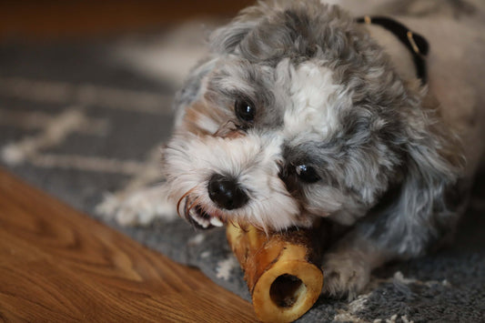 dog with mini dog bone