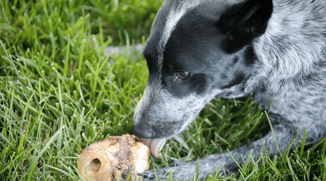 How to Spot Nutritional Deficiencies in Dogs: 8 Signs to Look For - K9 Connoisseur