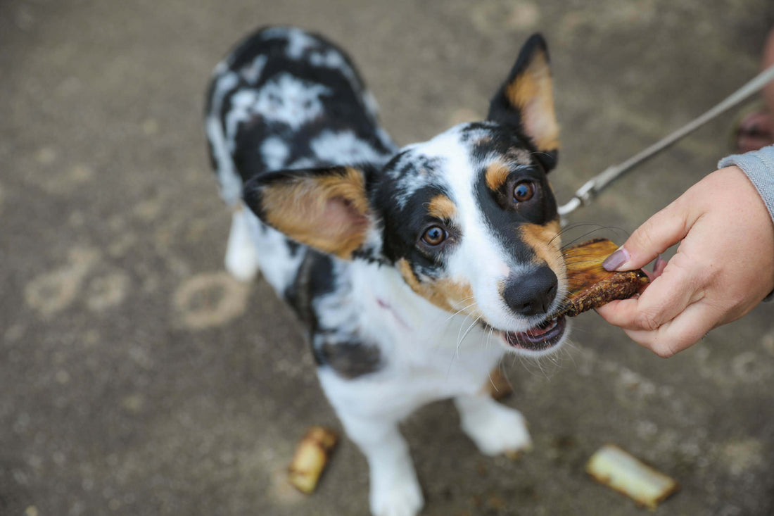 dog with small dog bones