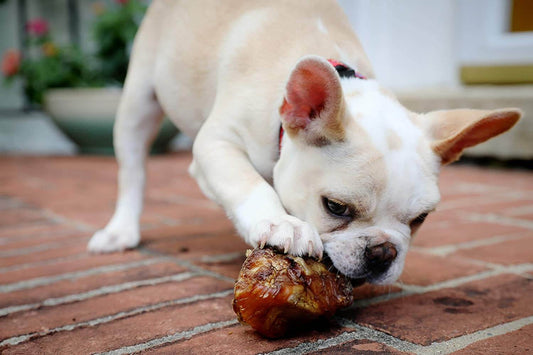 dog chewing stuffed dog bones