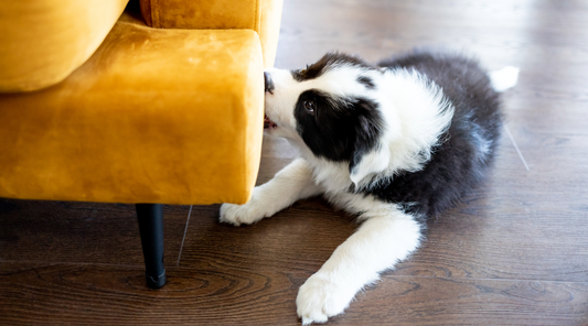 Teething Puppy: Her Couch Will Never Be the Same